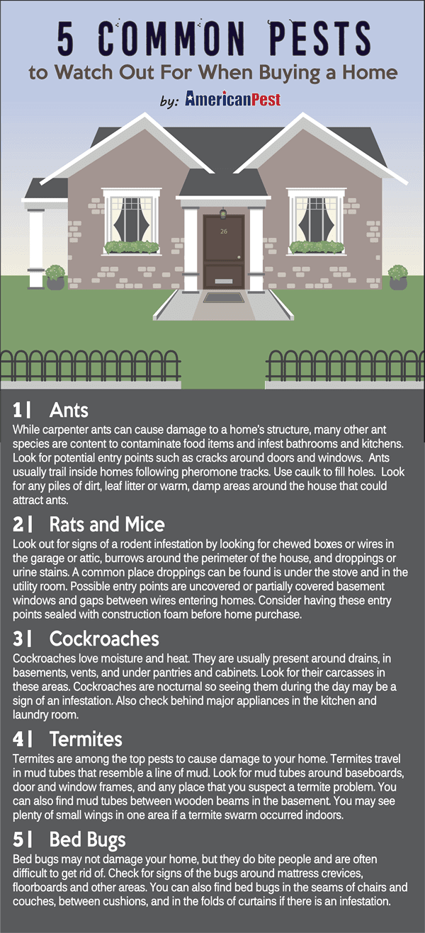 5 common pests to watch out for when buying a home