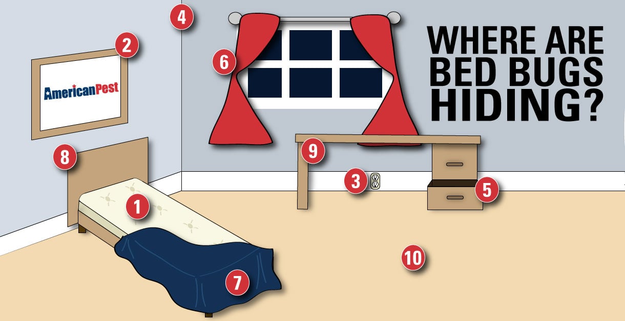 where are bed bugs hiding infographic