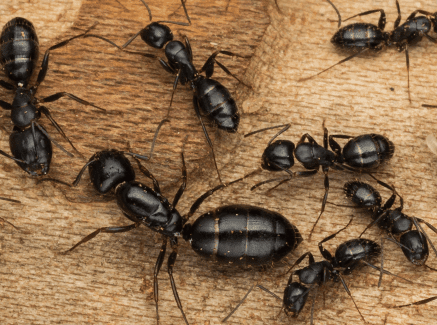 carpenter ants discovered by American Pest in Maryland