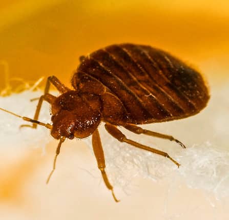 bed bug crawling bed in maryland 