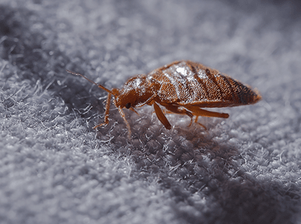 bed bug crawling on hotel bed