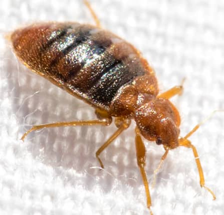 bed bug crawling on white bed spread 