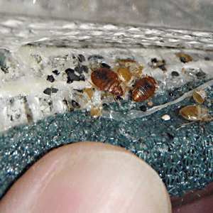 signs of bed bugs on a mattress in a dc home