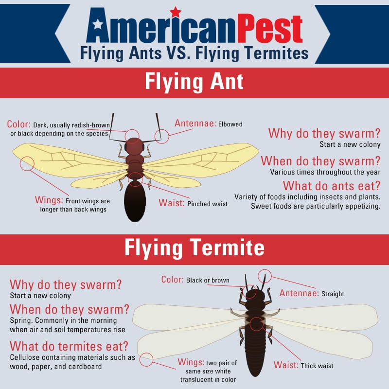 American Pest Flying Ant vs Flying Termite