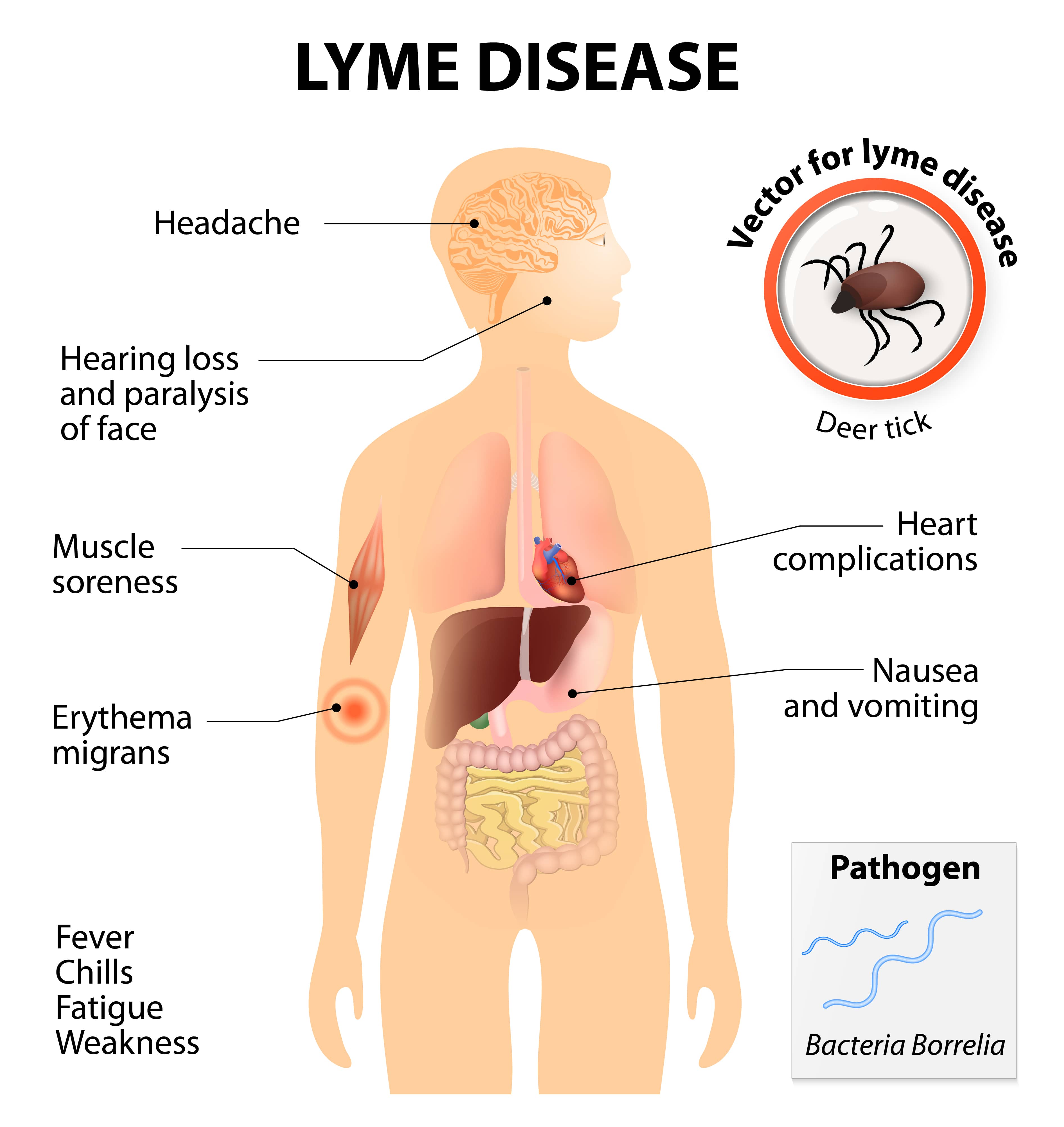 Lyme Disease awareness month american pest