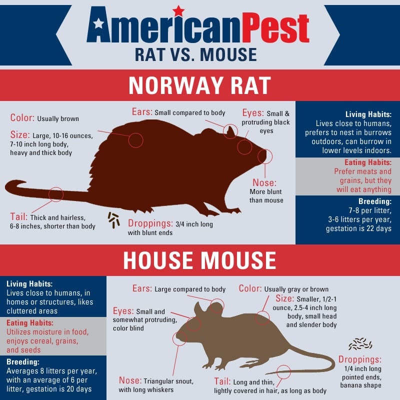 American Pest Rat or Mouse Infographic