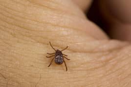 brown dog tick found on a man in maryland