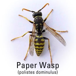 a paperwasp on a white background 
