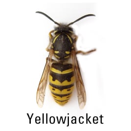a yellowjacket wasp on a white background 