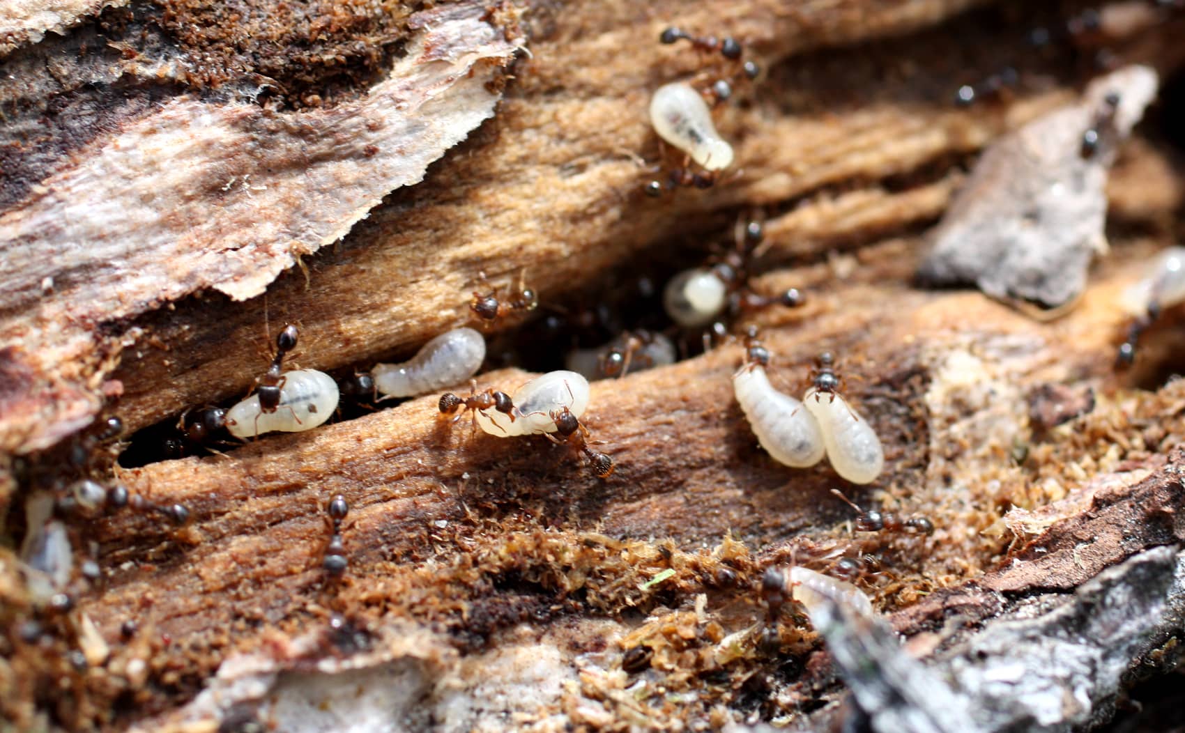 Ants colonizing woodpile 
