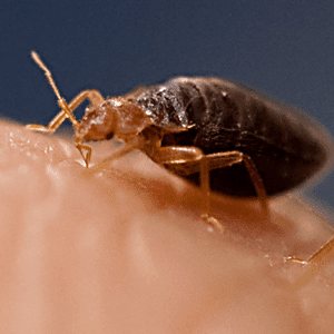 bed bug feeding on a man in md