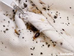 bed bugs on linens in maryland