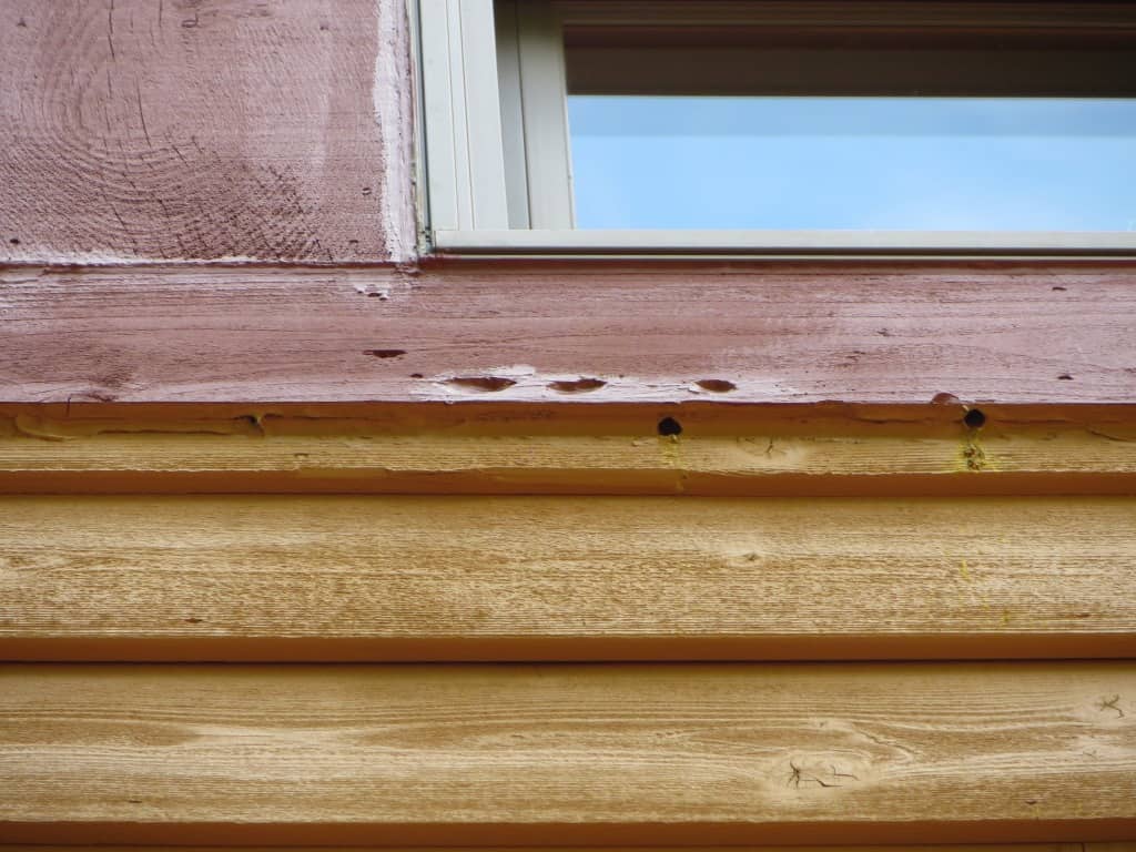 Carpenter bee damage to siding
