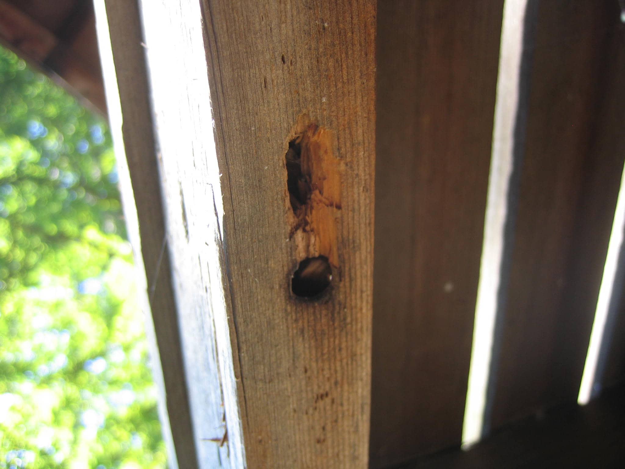 Carpenter bee entrance and galleries
