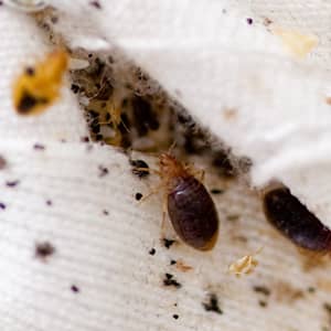 bed bug infested mattress in a maryland home