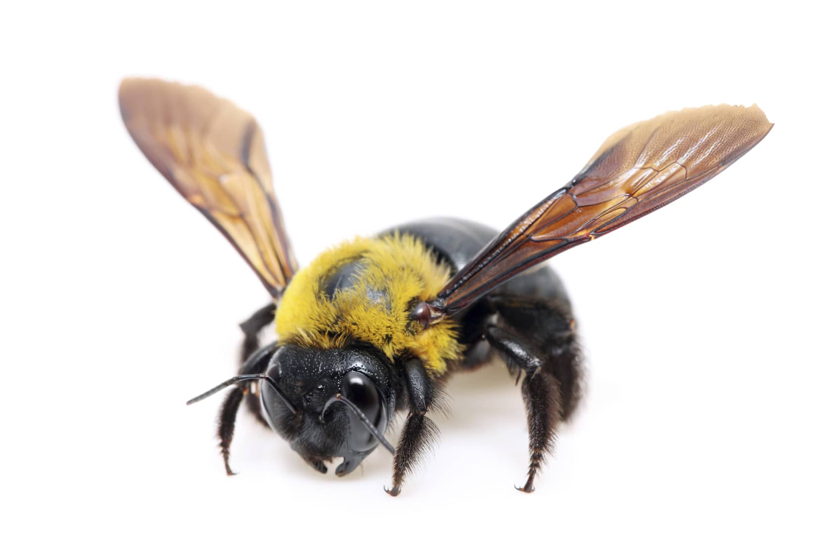 Carpenter bee american pest