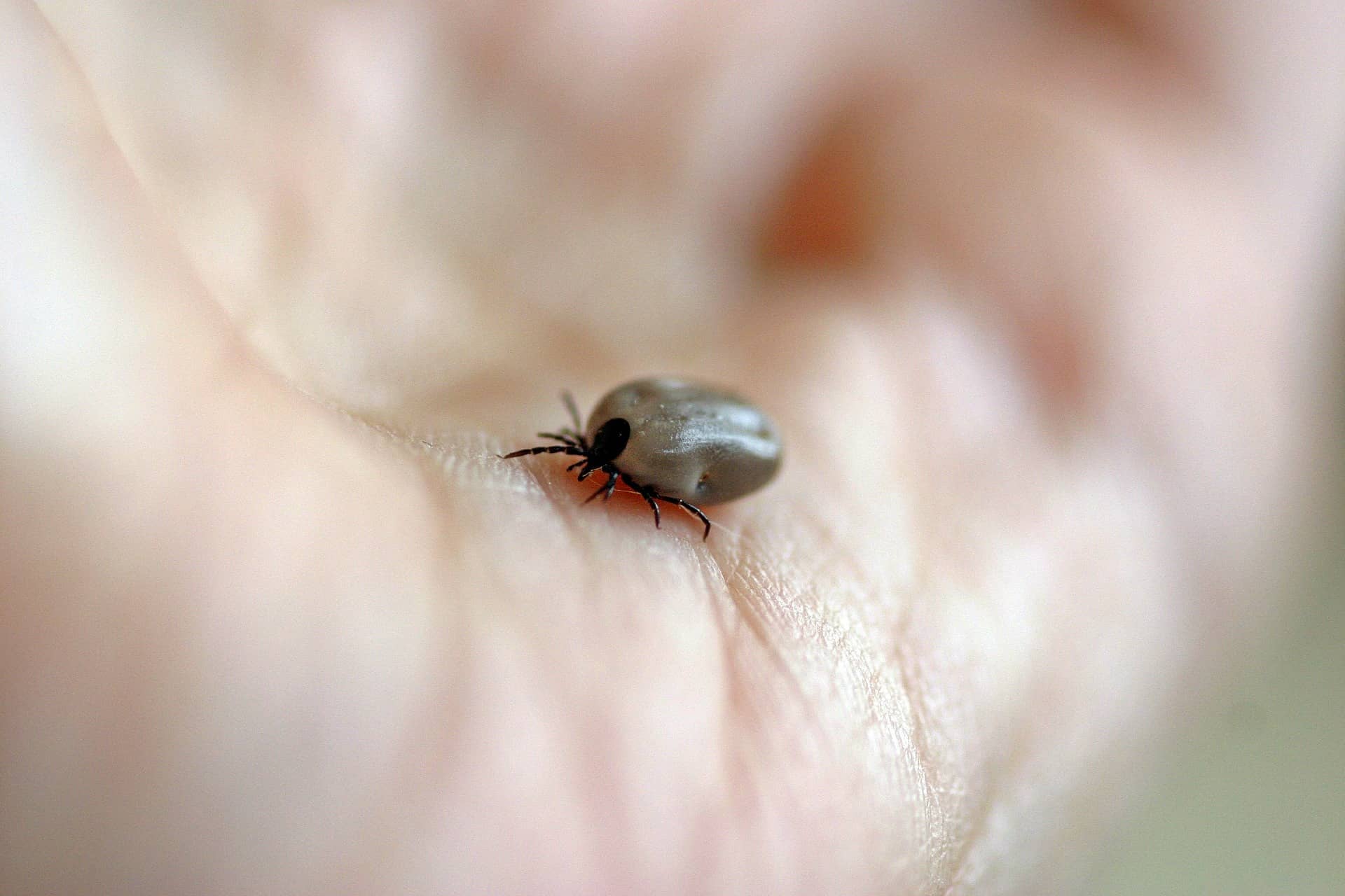 fully fed tick found on a man in maryland