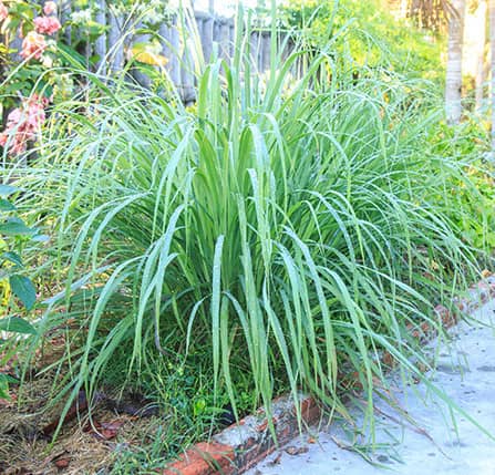 lemongrass plant that helps repel mosquitoes
