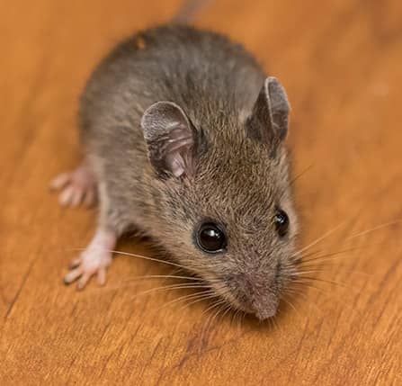common house mouse in md, d.c., and va