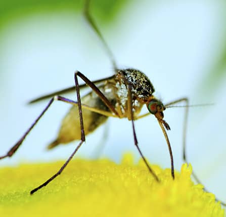 mosquito feeding on nectar