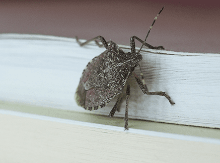 stink bug on outside of maryland home
