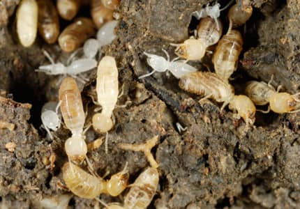 termite workers foraging in soil
